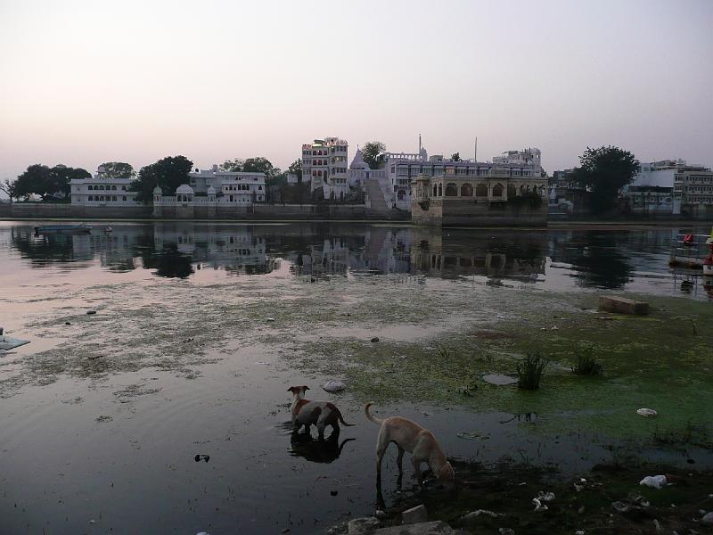 P1060402- Lake pichola a Udaipur en soiree.JPG - Chiens dans le lac pichola à Udaipur